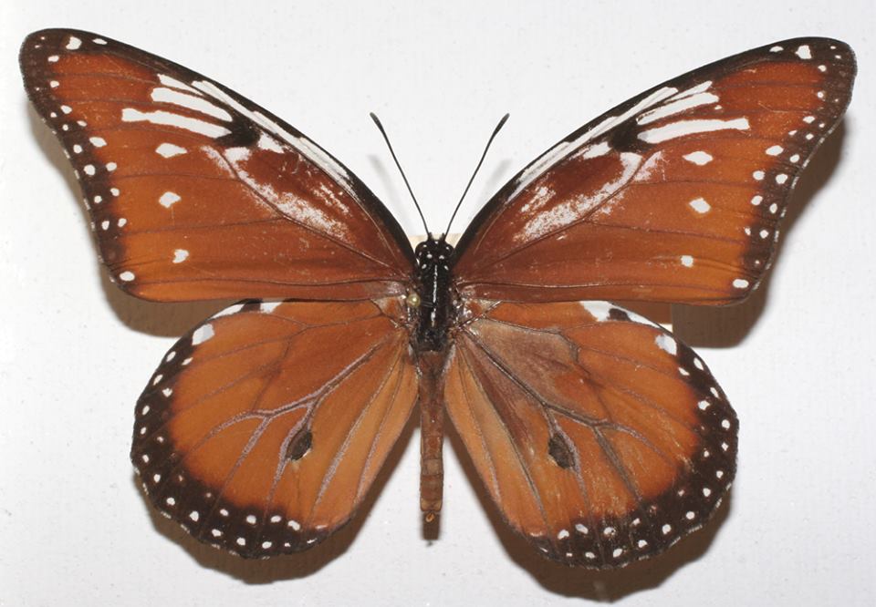 Danaus gilippus (aberration) Internet Image property of respective owner, non-commercial use only